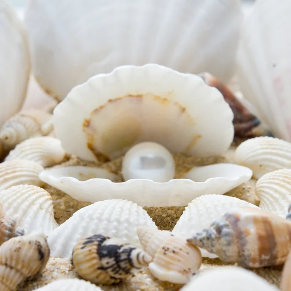 Sea pearl in shells — Stock Photo, Image