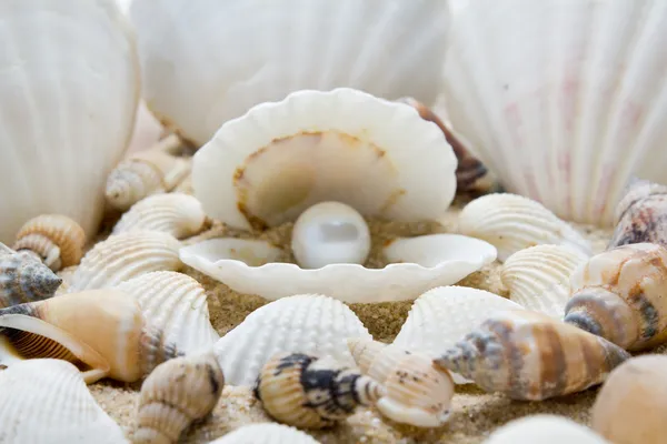 Sea pearl in shells — Stock Photo, Image