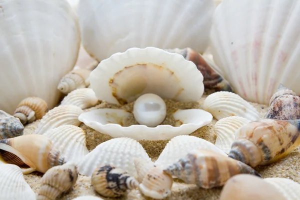 Sea pearl in shells — Stock Photo, Image