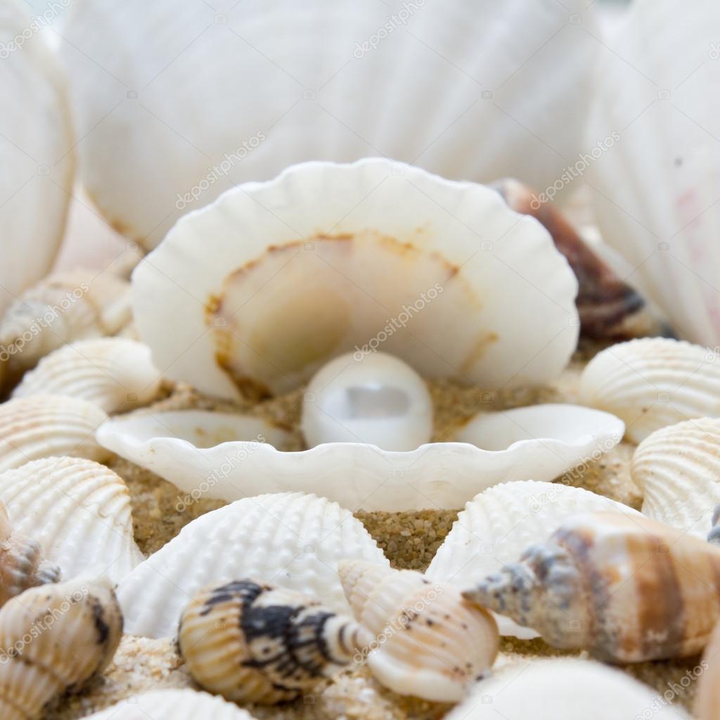 Sea pearl in shells — Stock Photo © ewastudio #35428263, image size:1024x1024