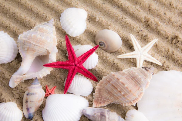De exotische sea shell — Stockfoto