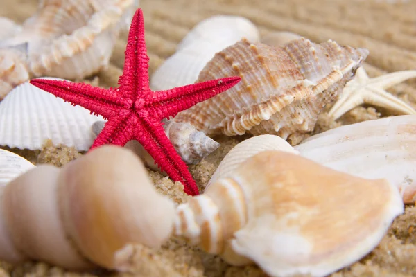 De exotische sea shell — Stockfoto