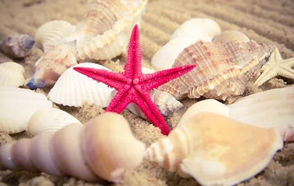 The exotic sea shell — Stock Photo, Image