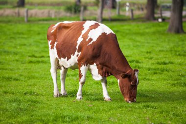 koe in het veld. koe grazen in verse weiden