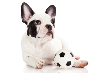 Fransız bulldog köpek oyuncak topu yere beyaz ile
