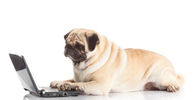 Laptoplu Pug Dog..