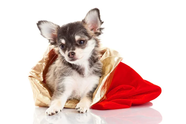 Szczeniak Chihuahua na Boże Narodzenie — Zdjęcie stockowe