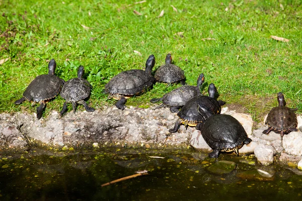 Turtles Sunning. Tortoises Doing Sunbath — Stock Fotó