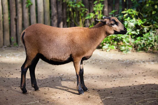 Goat in the zoo — Stock Photo, Image