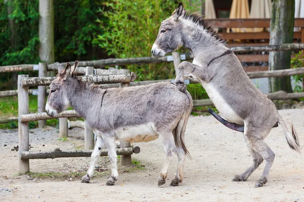 Dois burros. — Fotografia de Stock