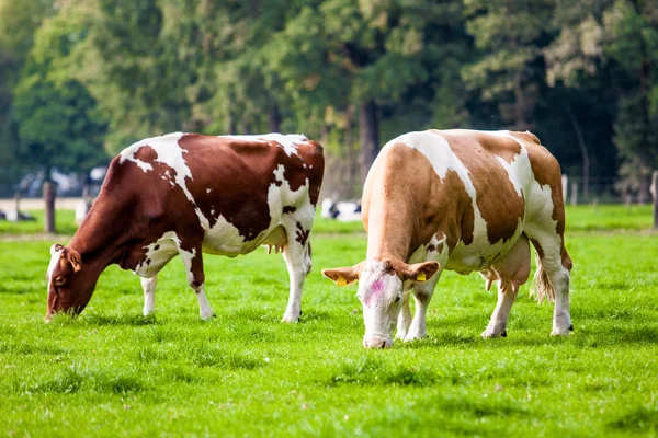 Koe in het veld. koe grazen in verse weiden — Stockfoto