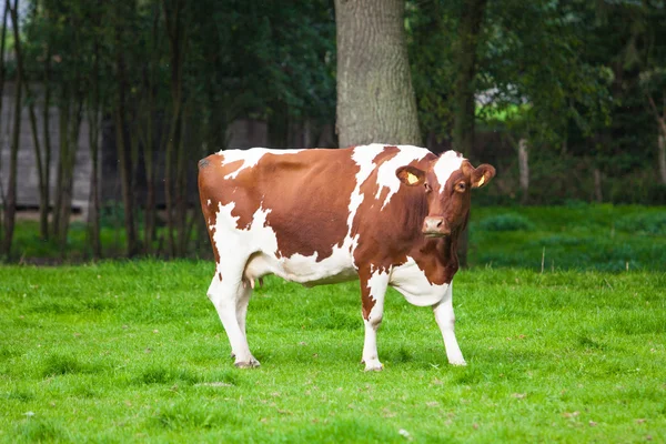 Koe in het veld. koe grazen in verse weiden — Stok fotoğraf