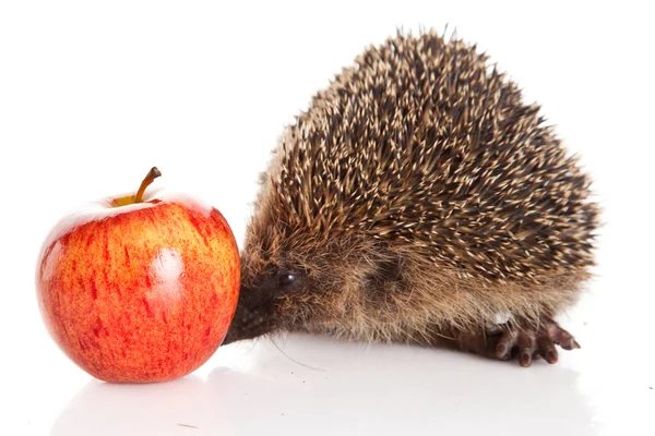 Hedgehog with apple — Stock Photo, Image