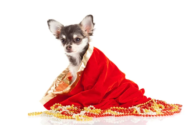 Chihuahua-Welpe zu Weihnachten — Stockfoto