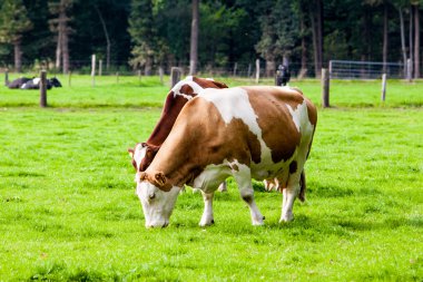 koe in het veld. koe grazen in verse weiden