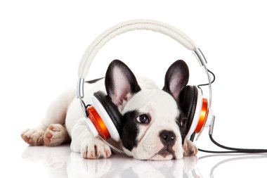 Köpek kulaklıkla müzik dinliyor. Beyaz sırtında izole edilmiş.