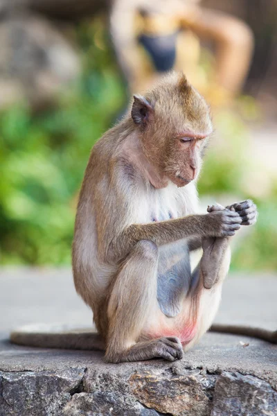 Opice. — Stock fotografie