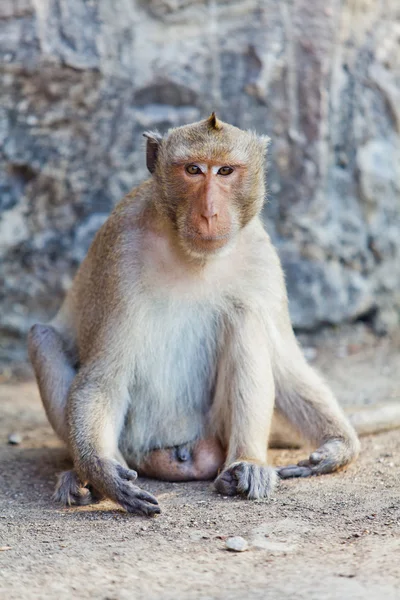 Monkey. — Stock Photo, Image