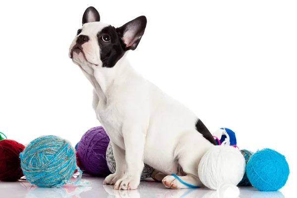 French Bulldog puppy with a wool balls isolated on white backgr — Stock Photo, Image