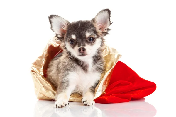 Cucciolo di chihuahua per Natale — Foto Stock