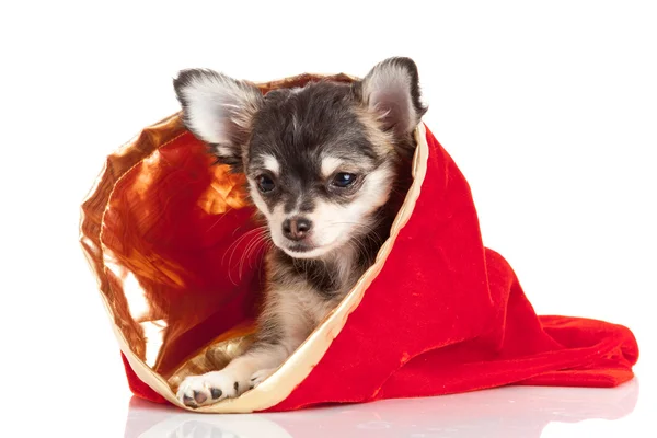 Chihuahua köpek Noel — Stok fotoğraf