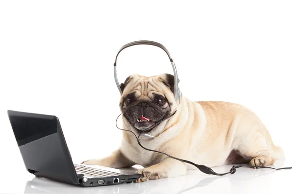 Pug Dog med bärbar dator. — Stockfoto