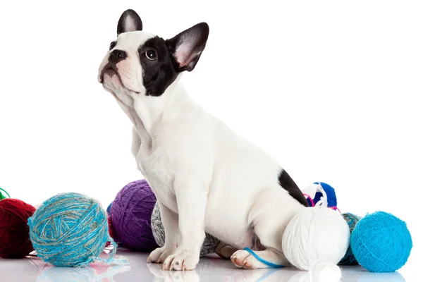 Cachorro Bulldog francés con bolas de lana aisladas sobre fondo blanco Fotos de stock libres de derechos