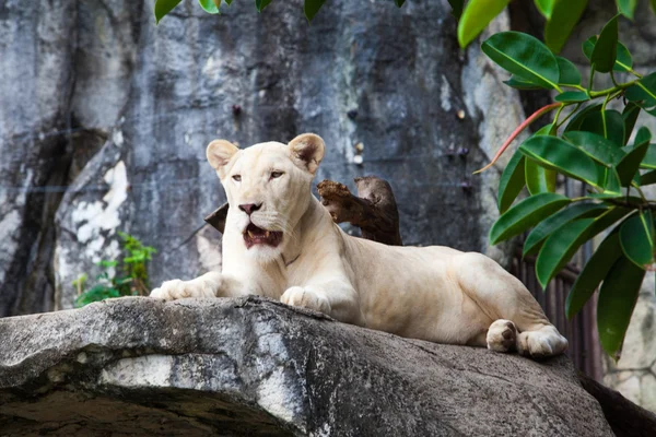 White lion. — Stock Photo, Image