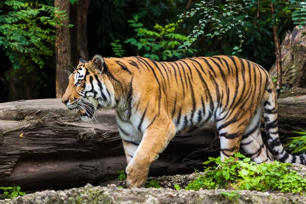 Um tigre — Fotografia de Stock