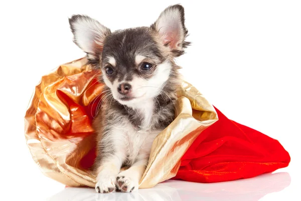 Chihuahua puppy for Christmas — Stock Photo, Image