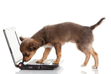 bir dizüstü bilgisayar önünde bir tatlı chihuahua köpek portresi