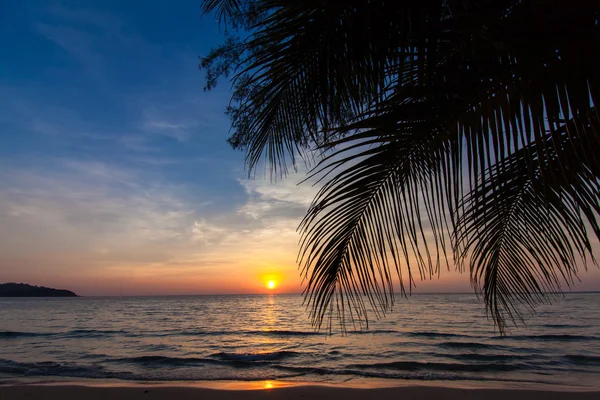 Gyönyörű trópusi napnyugta pálmafákkal. Tropical beach. Palm — Stock Fotó