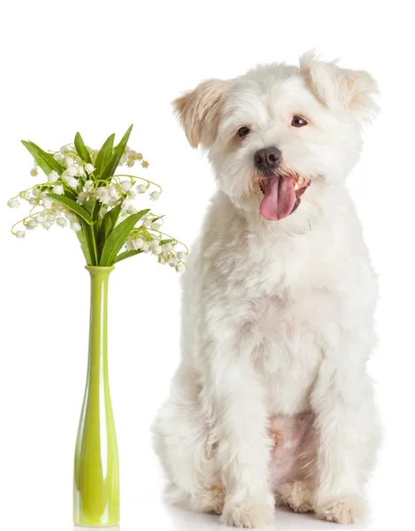 Weißer Hund — Stockfoto