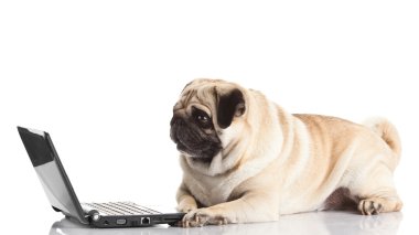 Laptoplu Pug Dog..