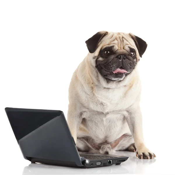 Mops Hund mit Laptop. — Stockfoto