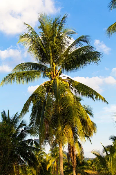 Coconut tree. Coconut Fruit on palm tree — Stock Photo, Image