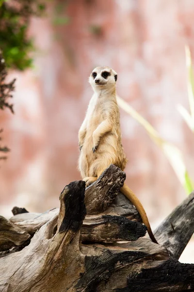 Surikata nebo suricate. — Stock fotografie