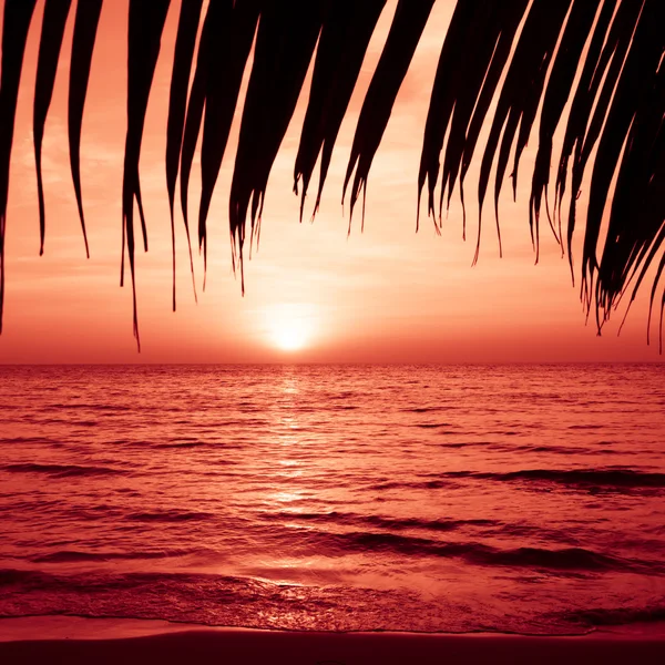 Silhueta de palmeiras na praia tropical por do sol. Pôr do sol tropical — Fotografia de Stock