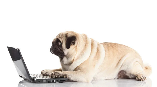 Mops Hund mit Laptop. — Stockfoto