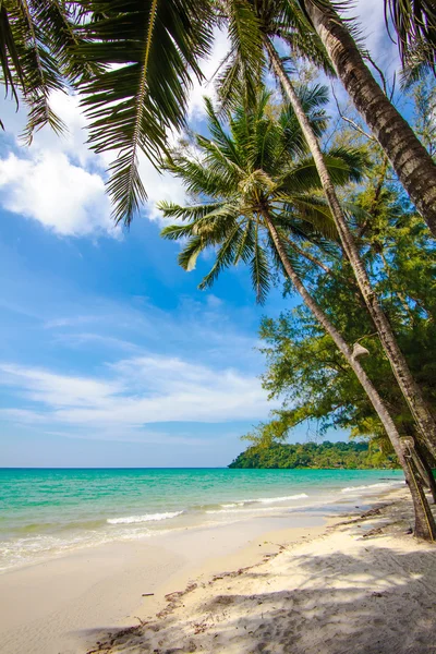 Palm and tropical beach — Stock Photo, Image