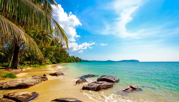 Palm and tropical beach — Stock Photo, Image