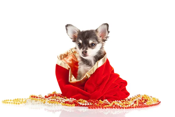 Chihuahua-Welpe — Stockfoto