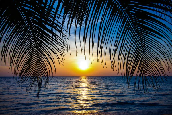 Tropische zonsondergang met palmbomen — Stockfoto