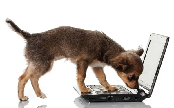 Cão chihuahua bonito — Fotografia de Stock