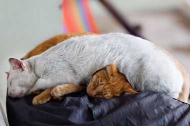 Two cats sleeping