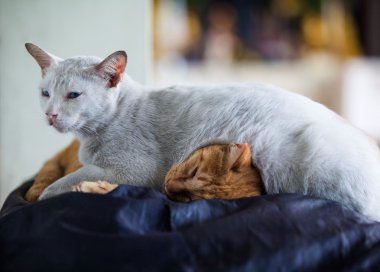 Two cats sleeping