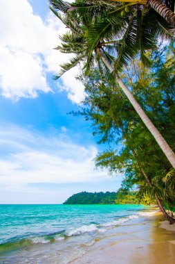 plaj ve tropikal deniz