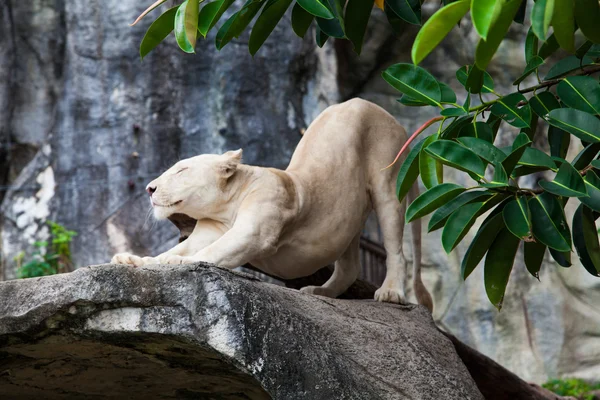 White lion — Stock Photo, Image