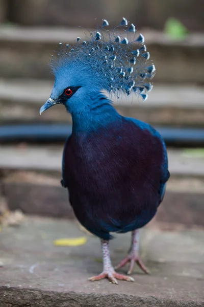Коронный голубь Виктории . — стоковое фото