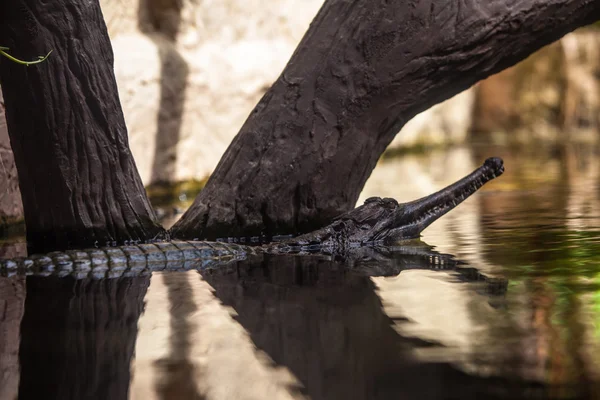 Crocodilus каймана . — стокове фото